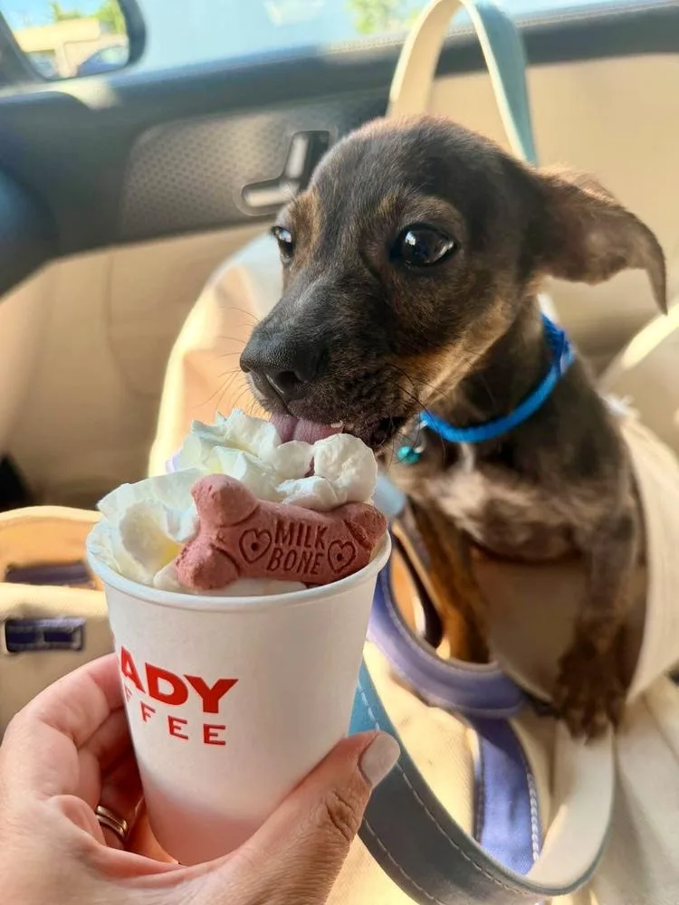 A baby medium-sized male Brindle Chihuahua dog named Jordan for adoption in Valley Stream, NY