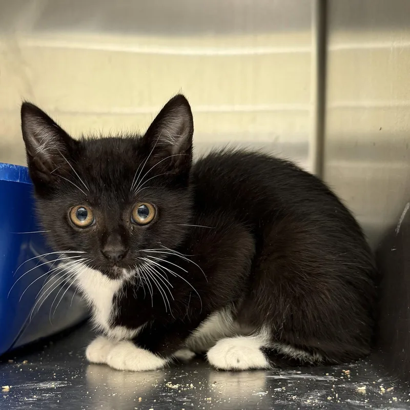 A baby small-sized female Black Domestic Short Hair cat named Cholla for adoption in Oakland, CA
