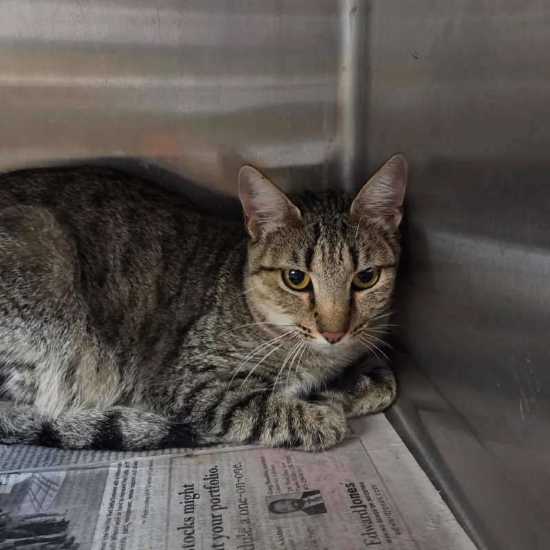 An adult medium-sized female Gray / Blue / Silver Domestic Short Hair cat named Nestle for adoption in Pauls Valley, OK