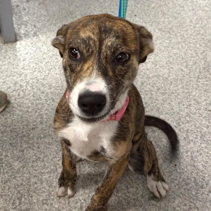 A baby small-sized female Brindle Labrador Retriever dog named Natasha for adoption in East Hanover, NJ