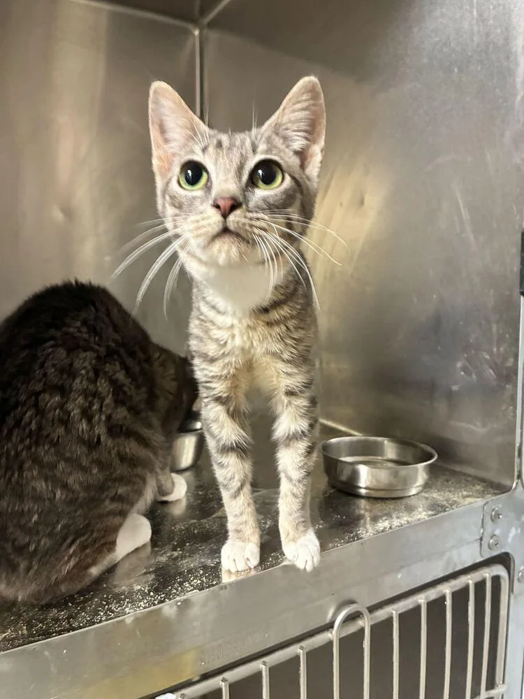 A baby small-sized female Domestic Short Hair cat named Lysol for adoption in Marietta, GA