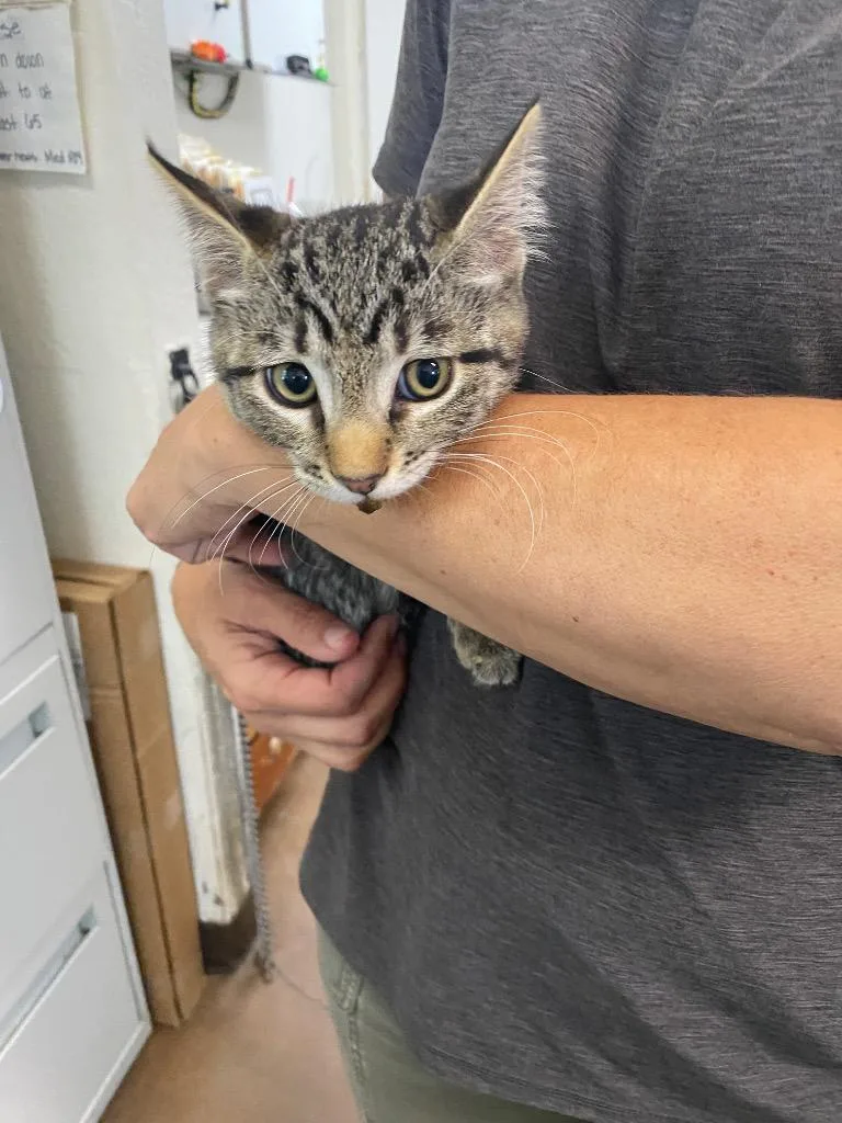 A baby medium-sized male Domestic Short Hair cat named Dandelion for adoption in Chico, CA