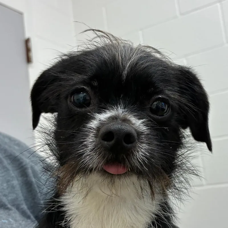 A young small-sized male Black Shih Tzu dog named Mushu for adoption in Corpus Christi, TX