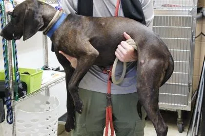 A baby medium-sized female Hound dog named Luna for adoption in Picayune, MS