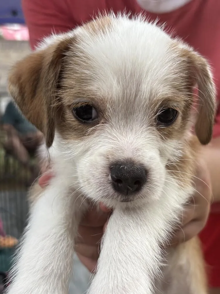A baby small-sized male Poodle dog named Zack for adoption in New Braunfels, TX