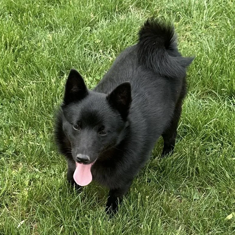 A baby small-sized male Black Schipperke dog named Poe for adoption in Pittstown, NJ