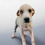 A young medium-sized male Greyhound dog named Chuck for adoption in Portsmouth, OH