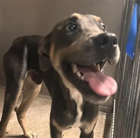 A young large-sized male Pit Bull Terrier dog named Manuel for adoption in San Bernardino, CA