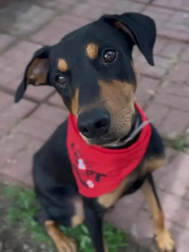 A young medium-sized male Doberman Pinscher dog named Darrow for adoption in Polk, OH