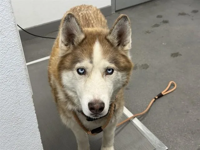A senior large-sized male Siberian Husky dog named Hartley for adoption in Mesa, AZ