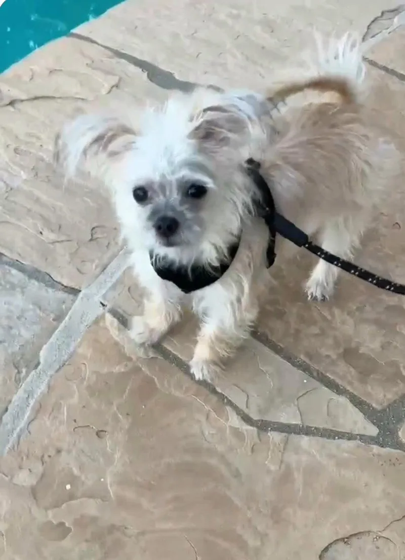 A young small-sized female Terrier dog named Lena for adoption in Escondido, CA