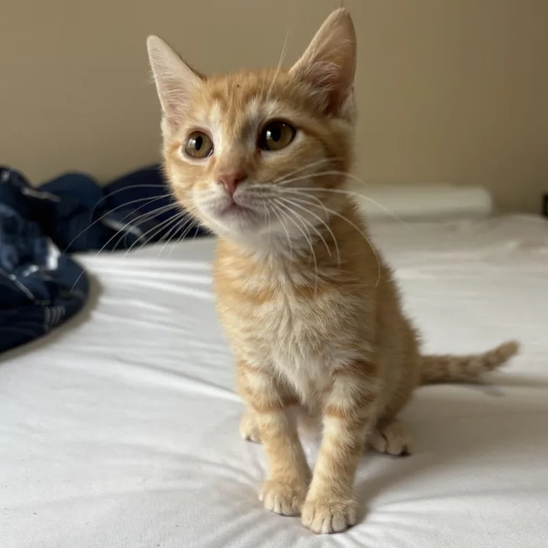 A baby small-sized female Orange / Red Domestic Short Hair cat named Morgan Holland for adoption in Eagle Mountain, UT
