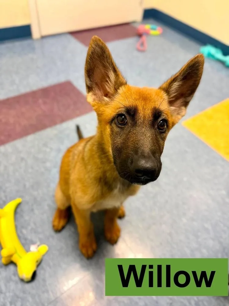 A baby small-sized female Tricolor (Brown, Black, & White) Belgian Shepherd / Malinois dog named Willow Located in for adoption in Imlay City, MI