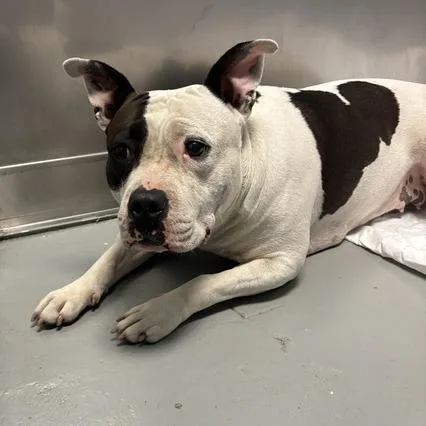 An adult medium-sized female White / Cream Mixed Breed dog named Costco Chicken Bake for adoption in Davenport, IA
