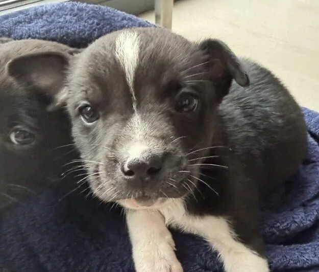 Baby River
