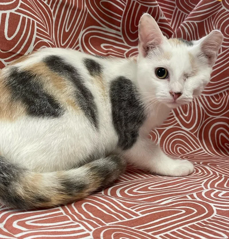 A baby small-sized female Domestic Short Hair cat named Madison for adoption in Omaha, NE