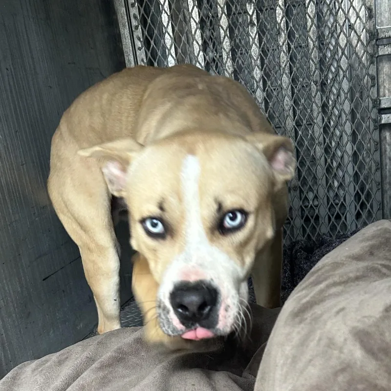 A young medium-sized male Yellow / Tan / Blond / Fawn American Staffordshire Terrier dog named Yankee for adoption in Greensboro, NC