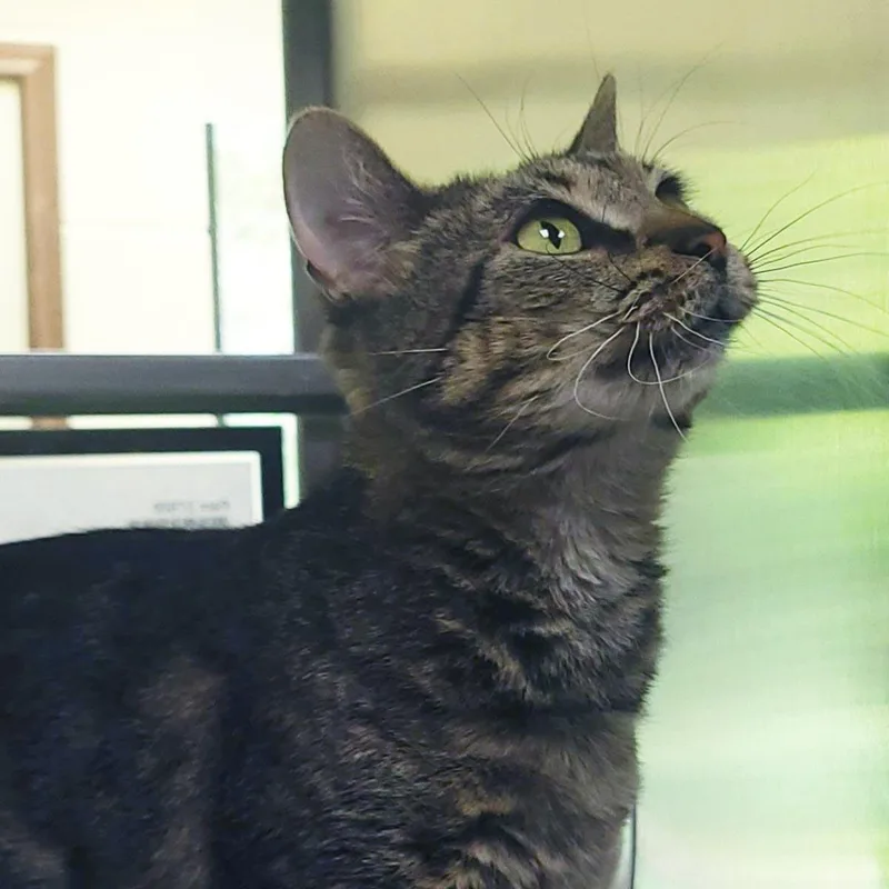 A senior medium-sized female Brown / Chocolate Domestic Short Hair cat named Pam for adoption in Plover, WI
