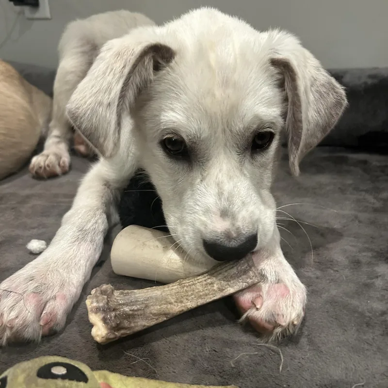 A young large-sized female Anatolian Shepherd dog named Pearl for adoption in Normal, IL