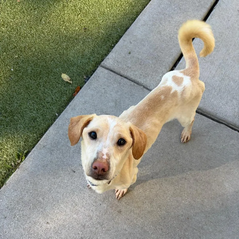 An adult medium-sized female Yellow / Tan / Blond / Fawn Cardigan Welsh Corgi dog named Thelma for adoption in Toledo, OH