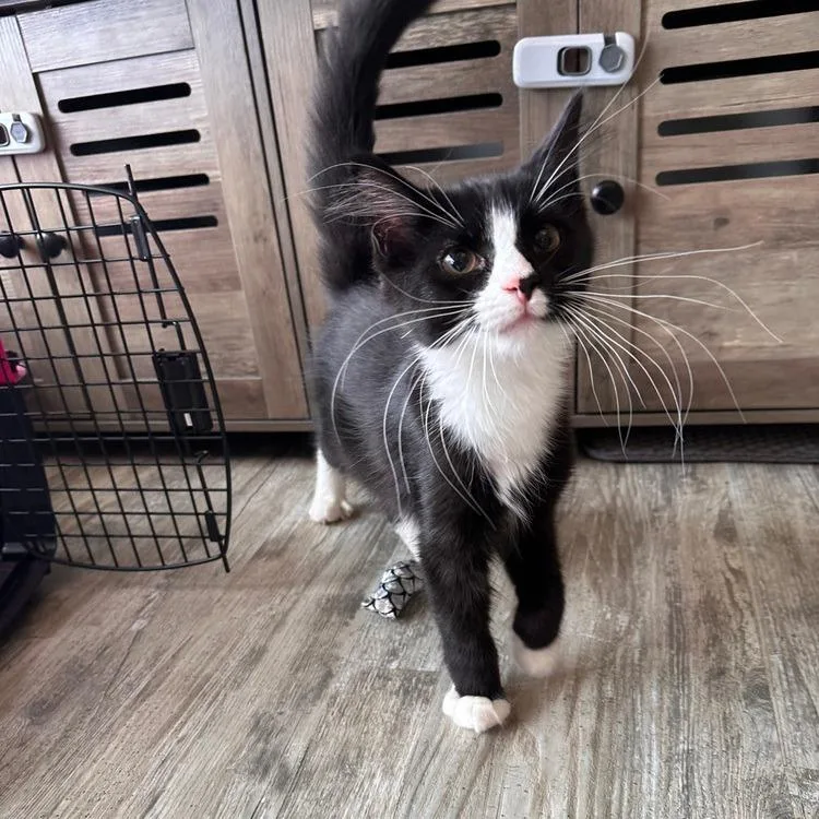 A young small-sized male Domestic Long Hair cat named Augustus for adoption in Greensburg, PA
