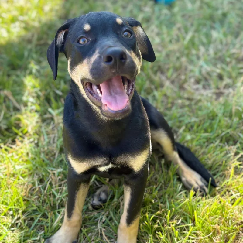 Rodney — A Playful