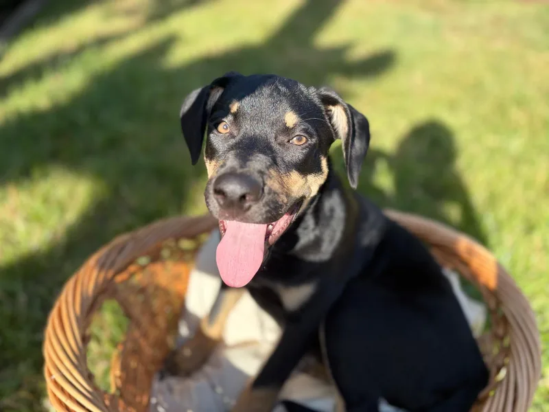 Rodney — A Playful thumbnail 4