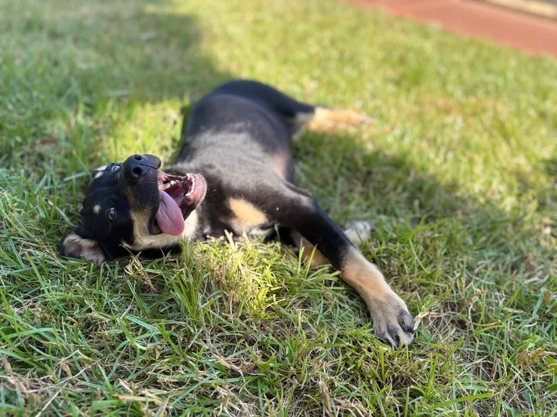 Rodney — A Playful thumbnail 5