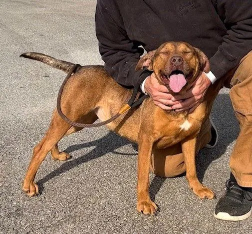 A young medium-sized female Hound dog named Ava for adoption in Carrollton, GA