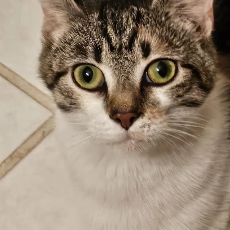 A young small-sized female Calico Domestic Short Hair cat named Candy for adoption in Madisonville, TN