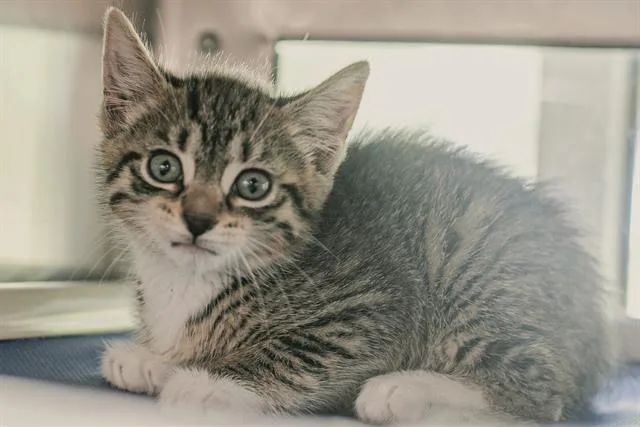 A baby small-sized male Domestic Short Hair cat named Paxon for adoption in Charlotte, NC