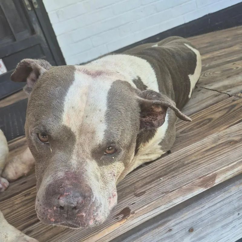An adult medium-sized male Gray / Blue / Silver Mixed Breed dog named Straydunbaravenue for adoption in Columbus, GA