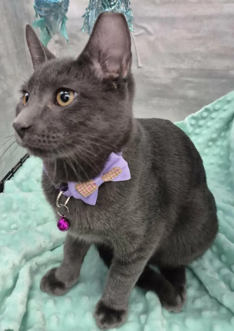 A baby medium-sized female Gray / Blue / Silver Domestic Short Hair cat named Jill for adoption in Ocean Springs, MS