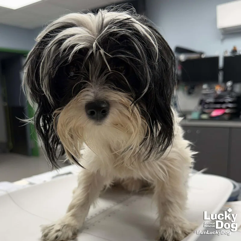 A young small-sized male Shih Tzu dog named Parson for adoption in Washington, DC
