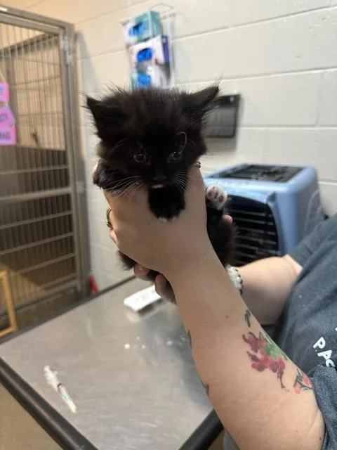 A baby small-sized female Domestic Short Hair cat named Saturn for adoption in Rome, GA