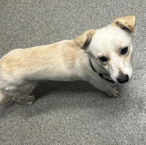 A young small-sized male Terrier dog named Jr for adoption in Escondido, CA