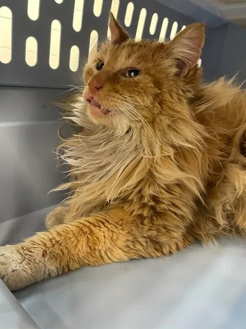 An adult large-sized male Domestic Long Hair cat named Frog for adoption in Ogden, UT