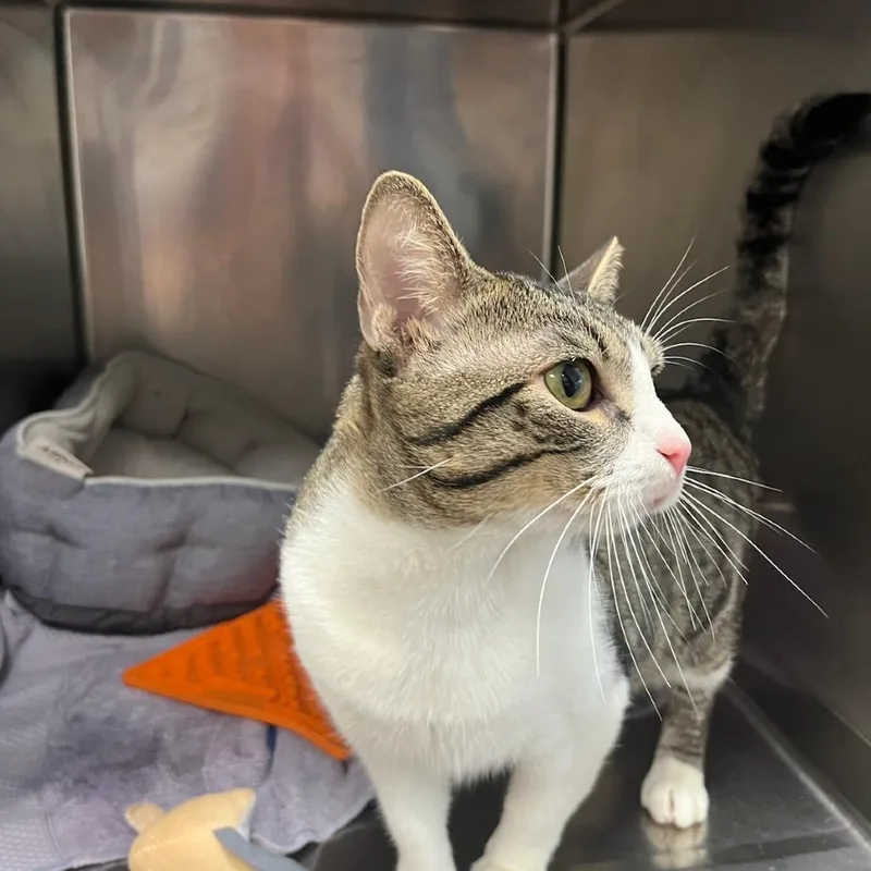 An adult medium-sized male Brown / Chocolate Domestic Short Hair cat named Keefe for adoption in Houston, TX