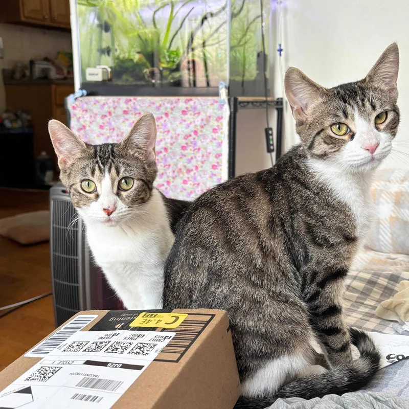 Cha Cha Slide & thumbnail 2