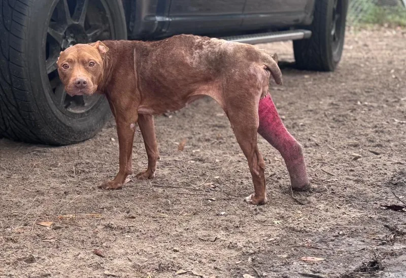 A young medium-sized female American Staffordshire Terrier dog named Libi for adoption in Waynesville, GA