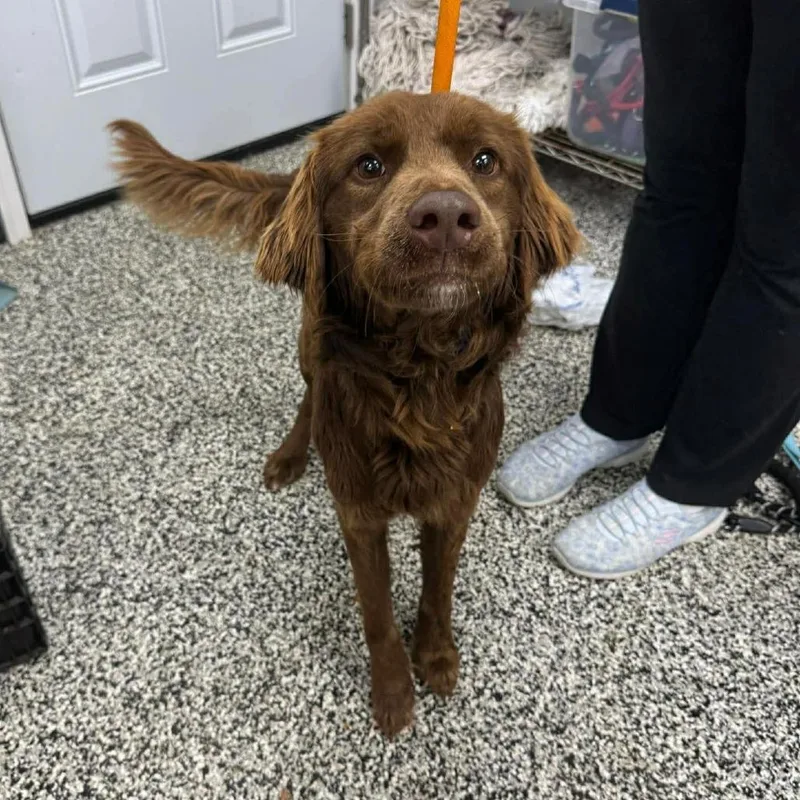 An adult medium-sized male Brown / Chocolate Mixed Breed dog named Toblerone for adoption in Fredericksburg, VA
