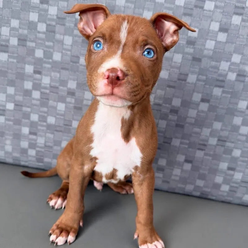A baby medium-sized male Mixed Breed dog named Tigger for adoption in Henderson, NV
