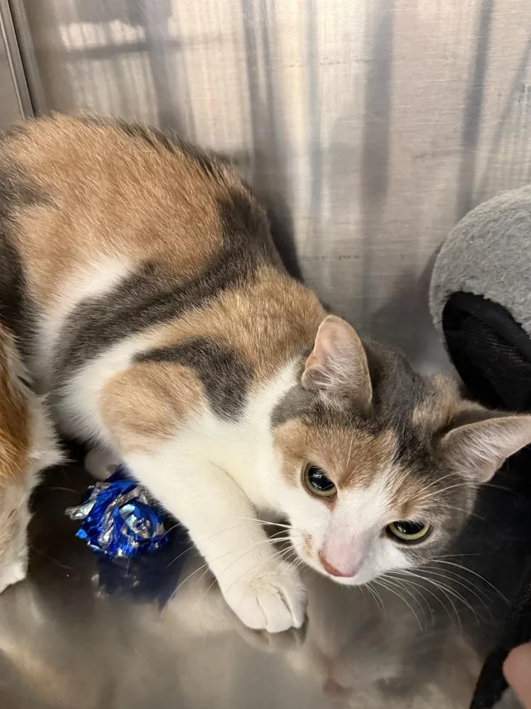 An adult medium-sized female Domestic Short Hair cat named Porcelain for adoption in Taylor, PA