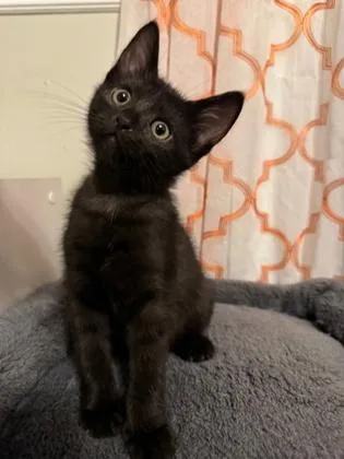 A baby medium-sized male Black Domestic Short Hair cat named Shells for adoption in Edmond, OK