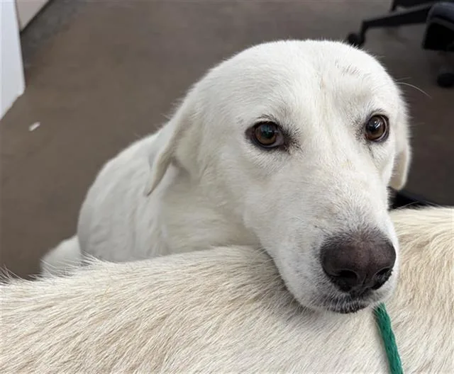A young large-sized female Mixed Breed dog named Candy for adoption in Dallas, TX