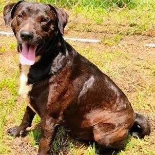 A young large-sized male Labrador Retriever dog named Roscoe for adoption in Chelmsford, MA