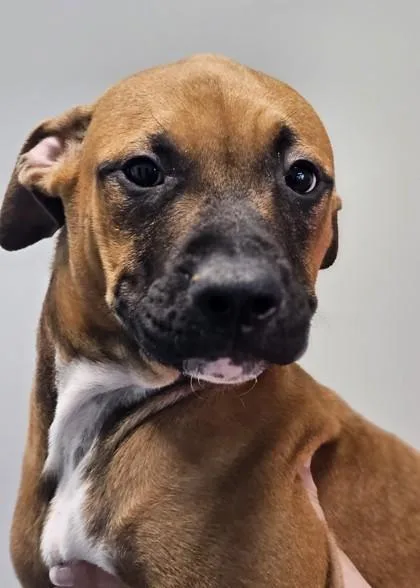 A baby medium-sized male Mixed Breed dog named Lukas FKA Dog for adoption in West Chester, PA