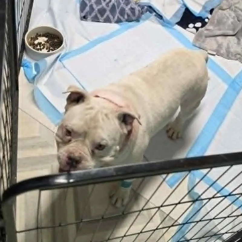 An adult medium-sized male White / Cream English Bulldog dog named Roko for adoption in West Richland, WA