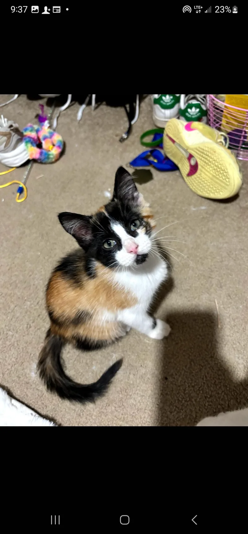 A baby medium-sized female Calico cat named Kylie for adoption in Semmes, AL