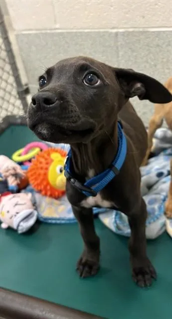 A baby small-sized male Pit Bull Terrier dog named Andrew for adoption in Statesville, NC
